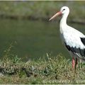 Observation des oiseaux - dimanche 15 mars 2020