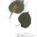 Herbier Tilia cordata Tilleul à petites feuilles 