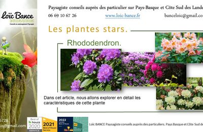 💮 Rhododendron par Paysagiste Pays Basque Paysagiste Landes.