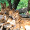 Our experiences with the dingoes