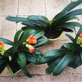 Mes fleurs du dimanche