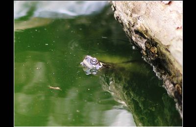 La Tortue