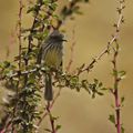 Taurillon mésange