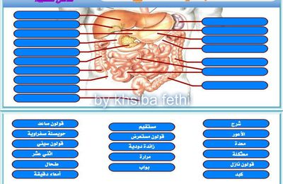 الجهاز الهضمي عند الانسان