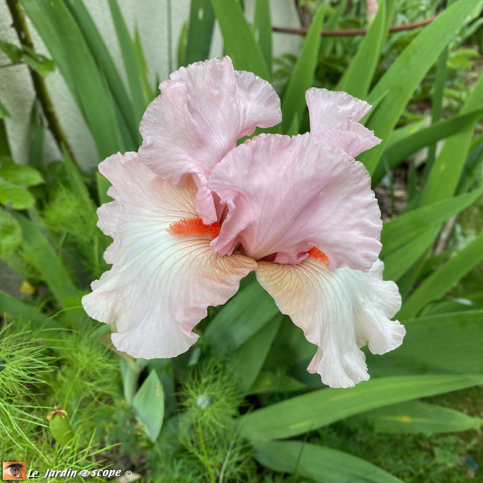 Iris Vanity