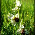 Ophrys apifera - Orchis abeille hypochrome