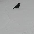 Neige de décembre, les oiseaux en noir et blanc