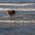 Le vieux chien et la mer