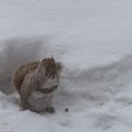 Pauvre petite bouboule... et, au cas o&ugrave;, refl&eacute;chissez y bien !