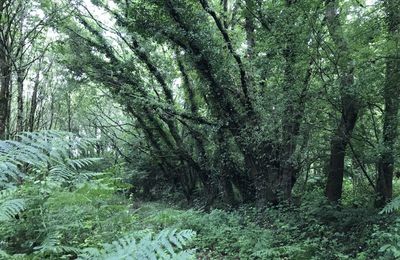 le bocage de Notre Dame