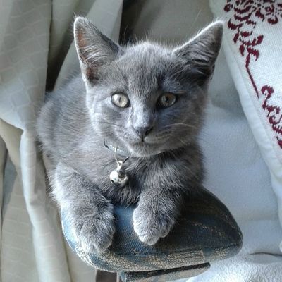 nouche re teste le fauteuil