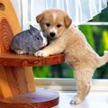 chien et lapin