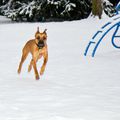 Calypso avec la neige