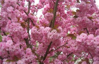 Cerisier Japonnais