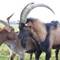 Accueil à la ferme : activités pour les groupes 