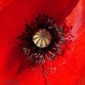 coquelicot