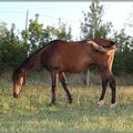 Dauphin a déménagé (encore!!!) 