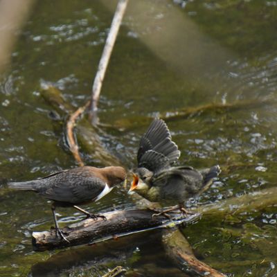 Cincle et sa petite famille affamée et impatiente !