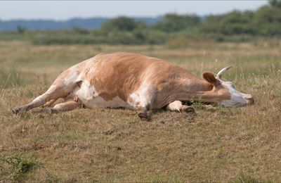 Fait chaud, la vache !