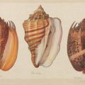 La Roche Laffitte (née en 1943) Coquillages de Polynésie