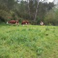 Un petit déj en famille avec les vaches