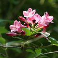 rhododendron