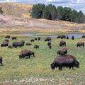 Dans les plaines du Canada : le bison 