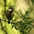 Mésange charbonnière - Ile du Beurre ( Rhône - 69)