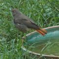 Oiseau de mon jardin, mon ami !