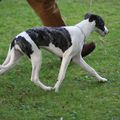 WCD Whippet Club Karlsdorf-Neuthard 21 Septembre 