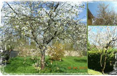 Auprès de mon arbre en été♪♫