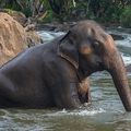 INDE - Le projet Mongma reconnecte les habitats des Eléphants