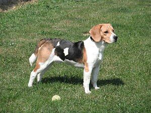 le beagle