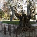 Le Platane "3 Doigts"du Square de Bir Hakeim de Perpignan 