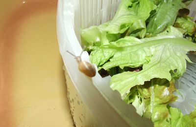Un escargot dans ma salade