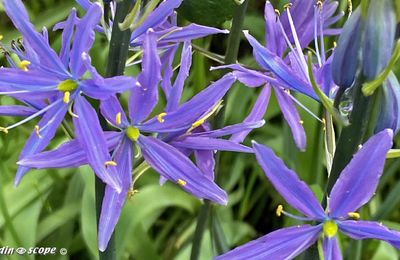 Le Camassia ou Jacinthe des Indiens se naturalise facilement