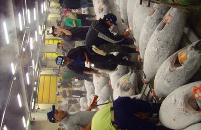 5h du mat  le  plus  grand   marché au poisson  du monde a tokyo