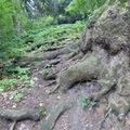 Reconnaître les arbres