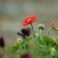 Mes petites fleurs