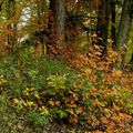 La forêt avec ses couleurs d'automne Ainsi, prêt