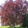 prunus rouge