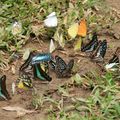 Vietnam, papillons recherchant de la fraicheur au bord d'une flaque