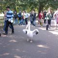 Un drôle de promeneur dans St James's Park