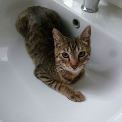  SAL .. ou .... "Sac A Laine" ...