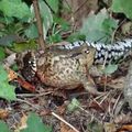 Couleuvre à collier dévorant un crapaud