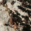 fourmis Camponotus