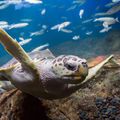 Concours d'octobre: sur l'eau ou dans l'eau.