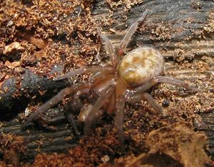 Amaurobius-Amaurobiidae