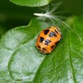 Après la larve , voici le stade nymphal de la métamorphose de la coccinelle