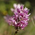 orchis simia (orchis singe)